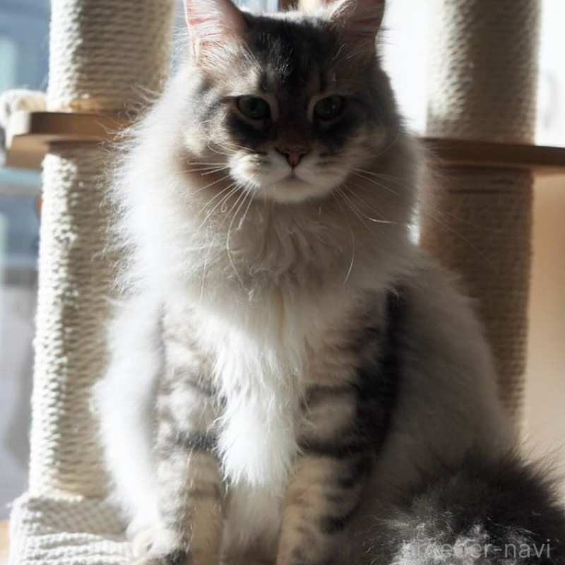 販売中の埼玉県のサイベリアン-135791の2枚目