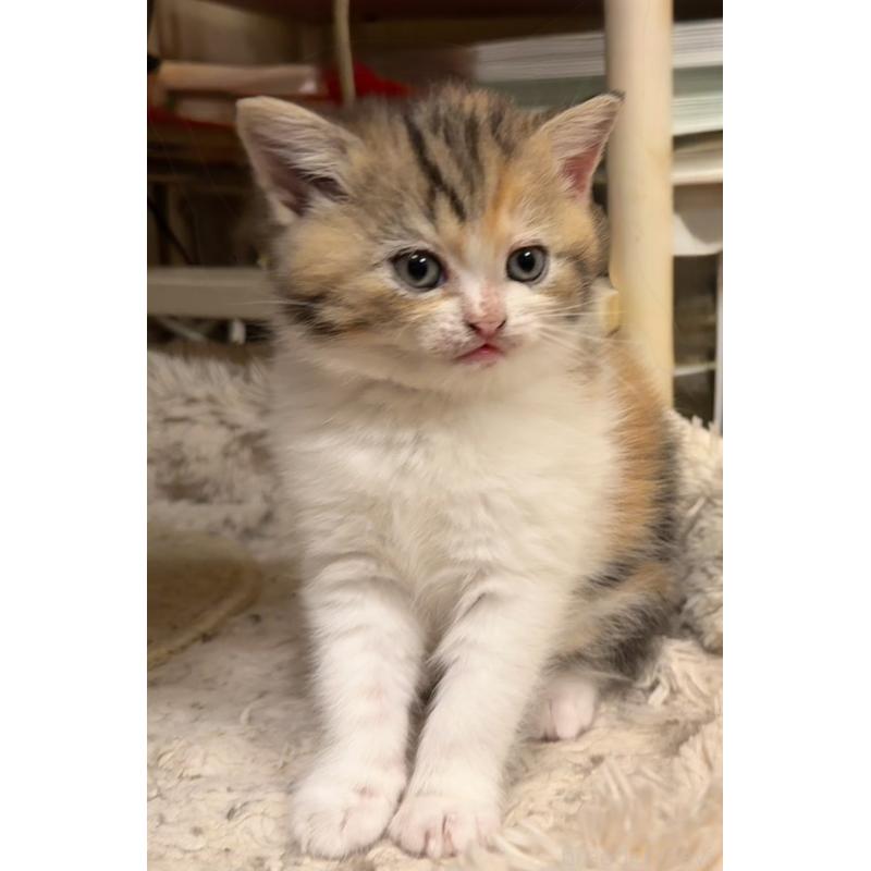 販売中の東京都のスコティッシュストレート-135790の4枚目