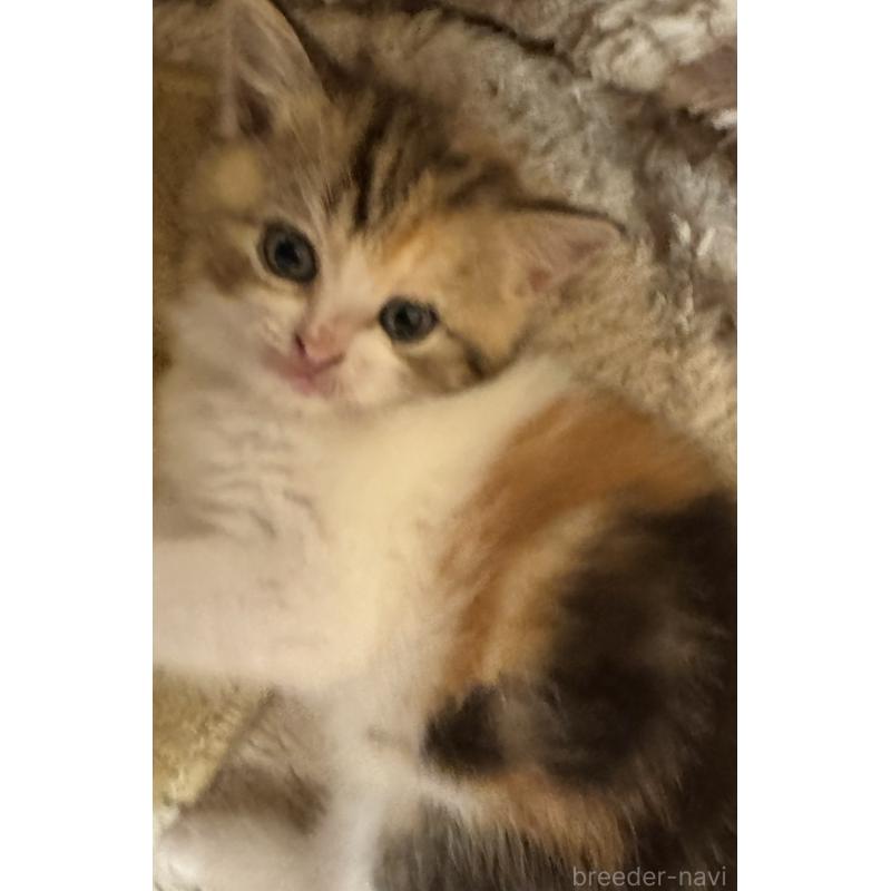 販売中の東京都のスコティッシュストレート-135790の3枚目