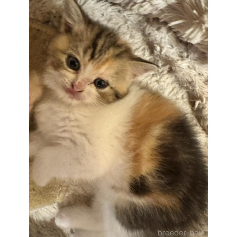 販売中の東京都のスコティッシュストレート-135790の2枚目