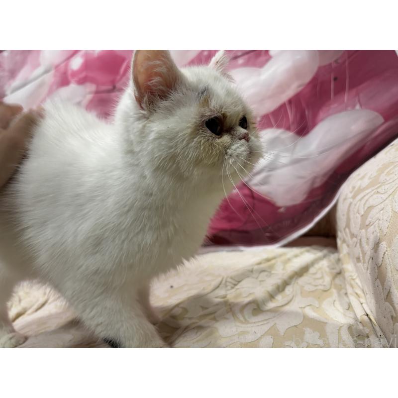 販売中の大阪府のミヌエット-119402の7枚目