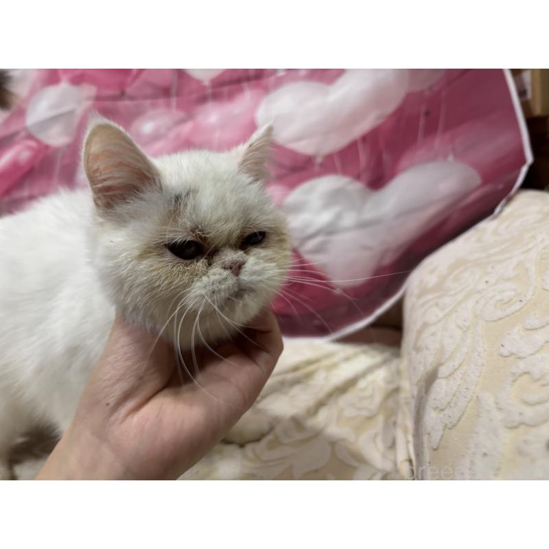 販売中の大阪府のミヌエット-119402の6枚目