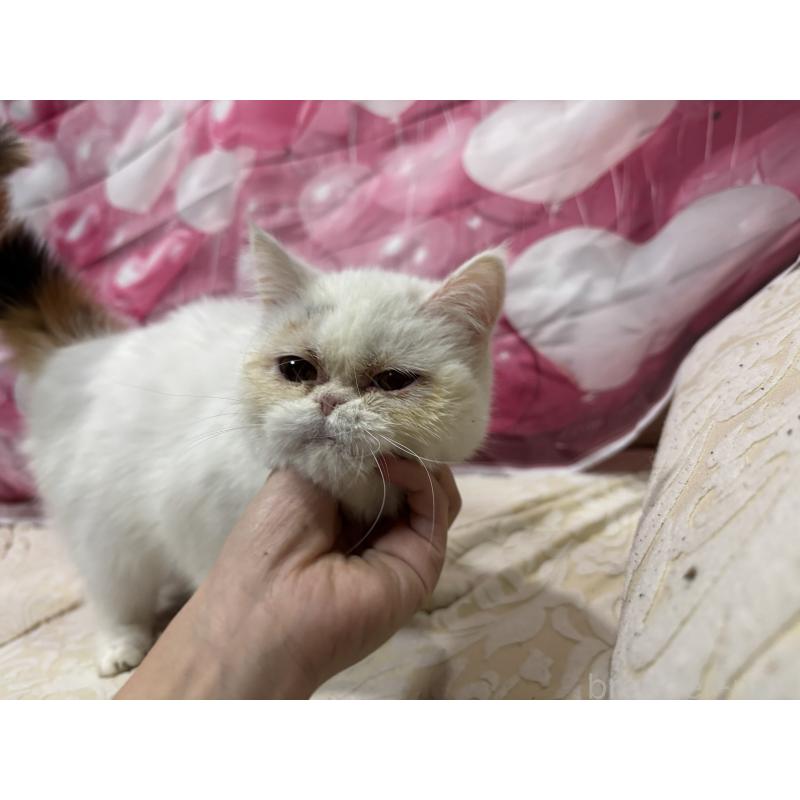 販売中の大阪府のミヌエット-119402の5枚目