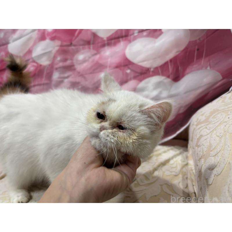 販売中の大阪府のミヌエット-119402の4枚目