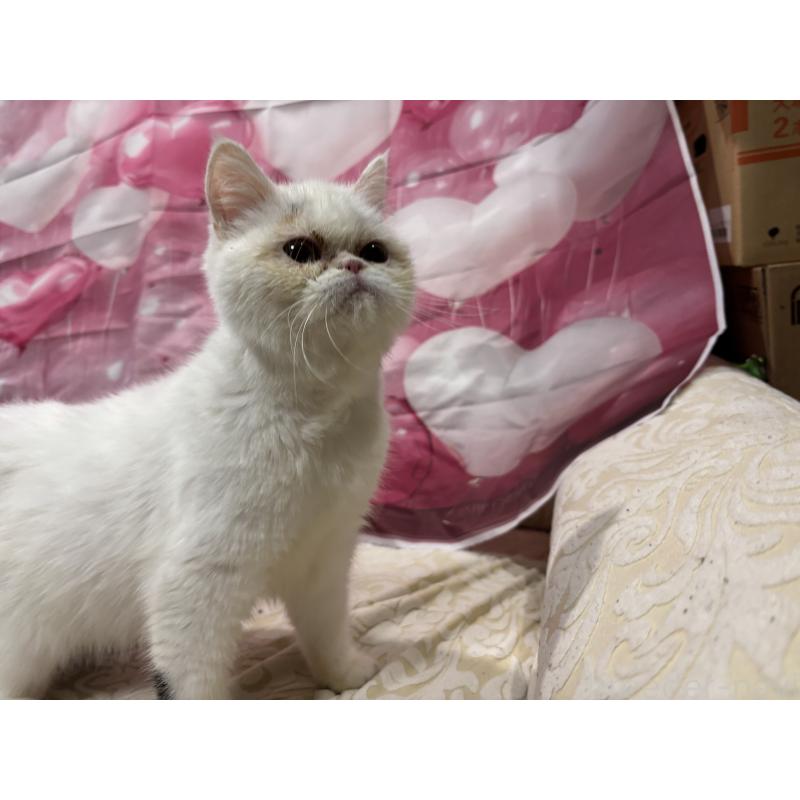 販売中の大阪府のミヌエット-119402の3枚目