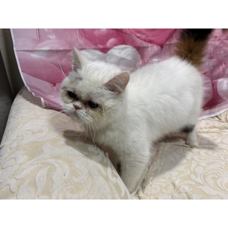 販売中の大阪府のミヌエット-119402の2枚目