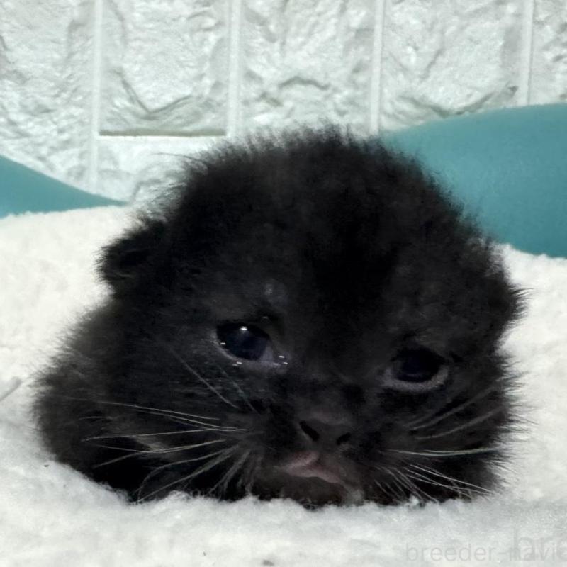 販売中の岐阜県のミヌエット(短足)-135793の1枚目