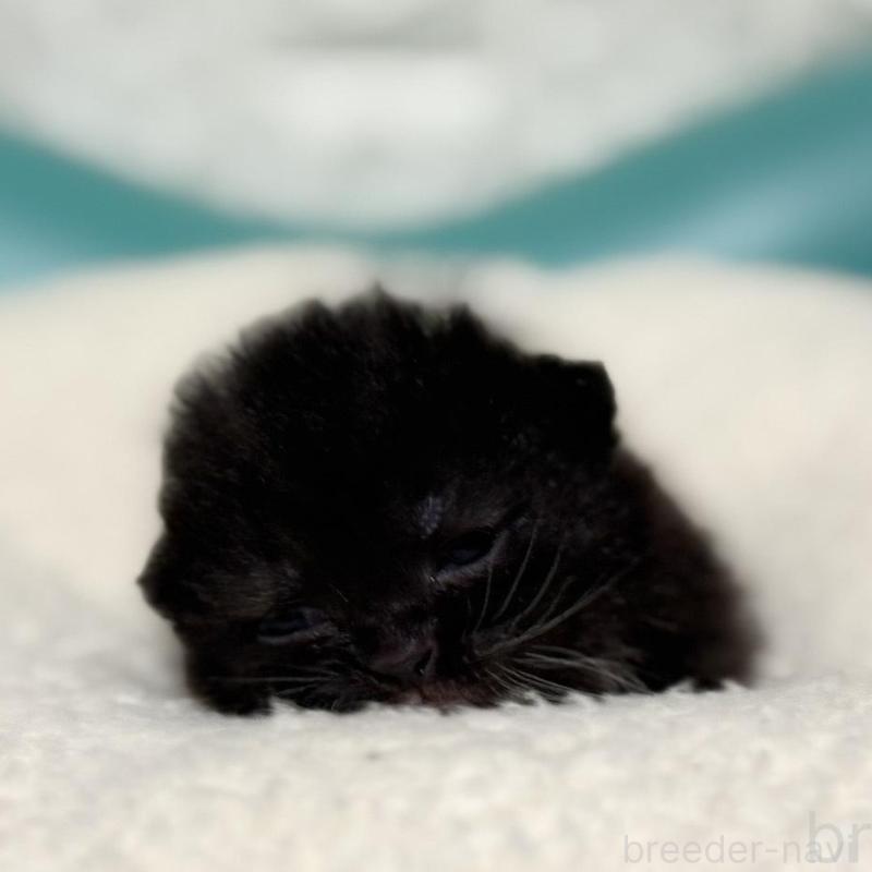 販売中の岐阜県のミヌエット(短足)-135793の5枚目