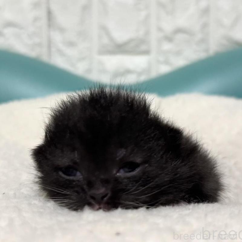 販売中の岐阜県のミヌエット(短足)-135793の4枚目