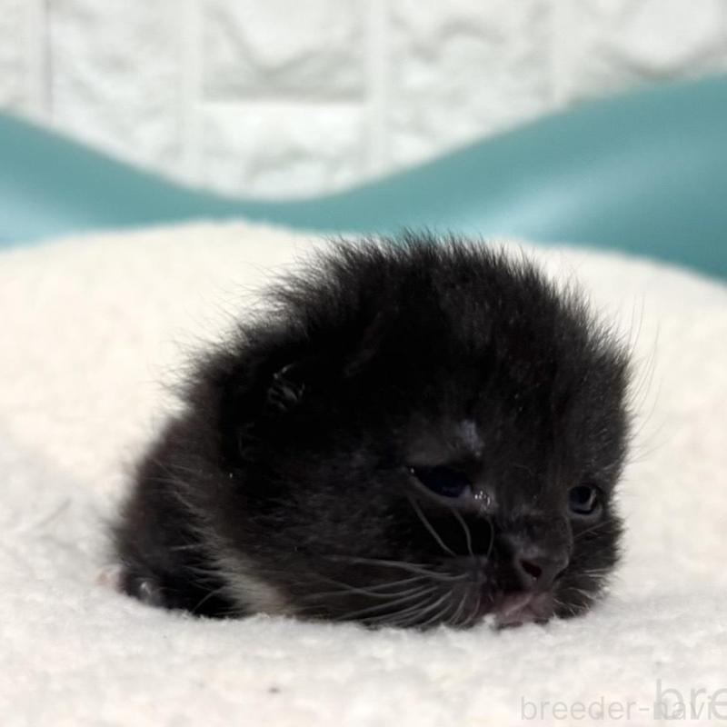 販売中の岐阜県のミヌエット(短足)-135793の3枚目