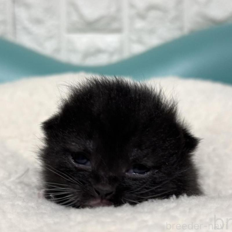 販売中の岐阜県のミヌエット(短足)-135793の2枚目