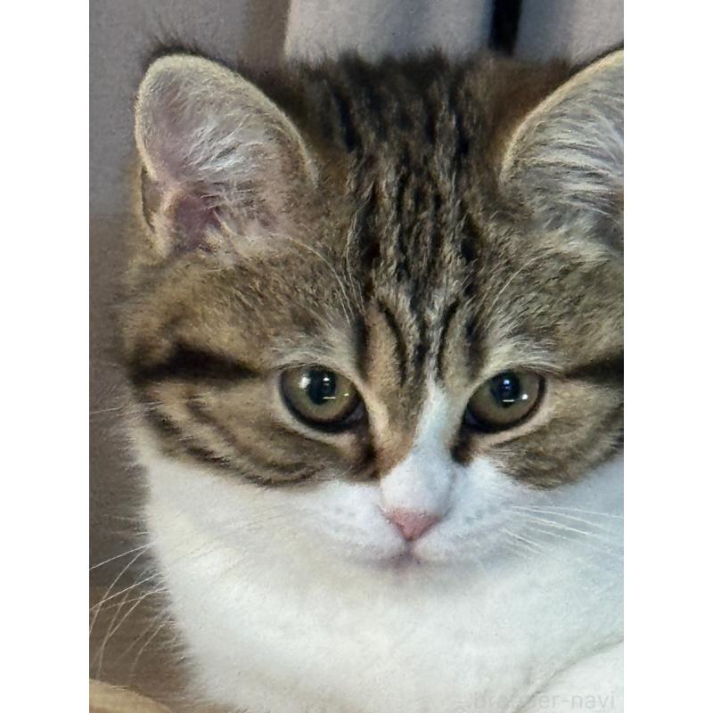 販売中の埼玉県のマンチカン-135792の2枚目