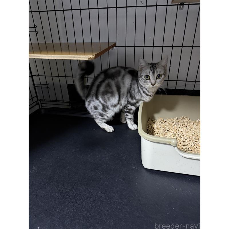 販売中の三重県のアメリカンショートヘア-135794の3枚目