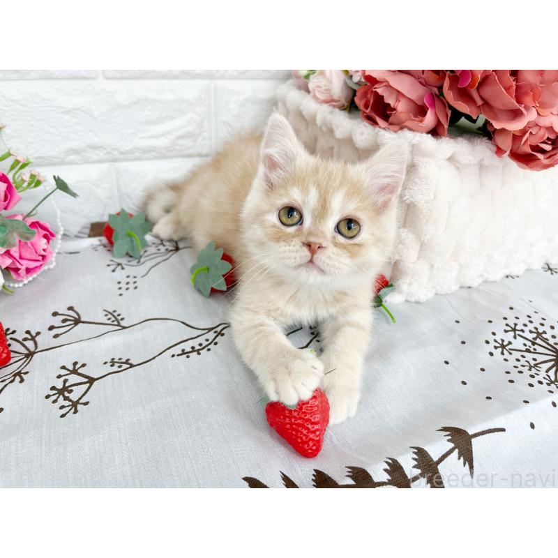 販売中の埼玉県のミヌエット-133763