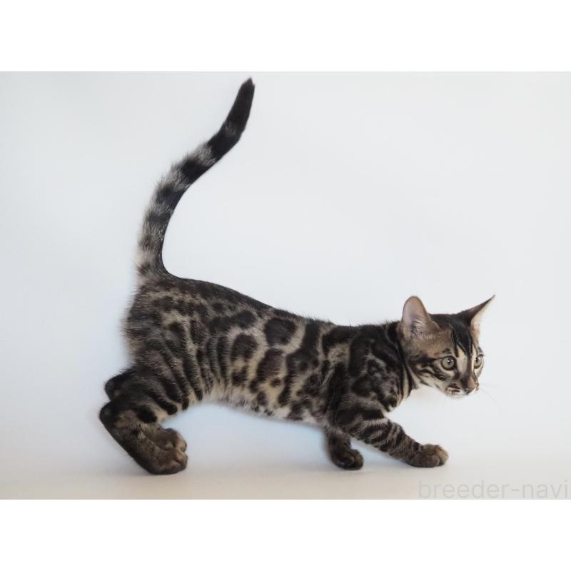 販売中の神奈川県のベンガル-133448の10枚目