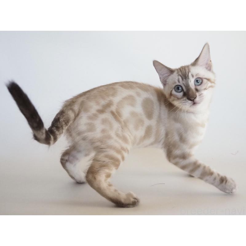 販売中の神奈川県のベンガル-133450