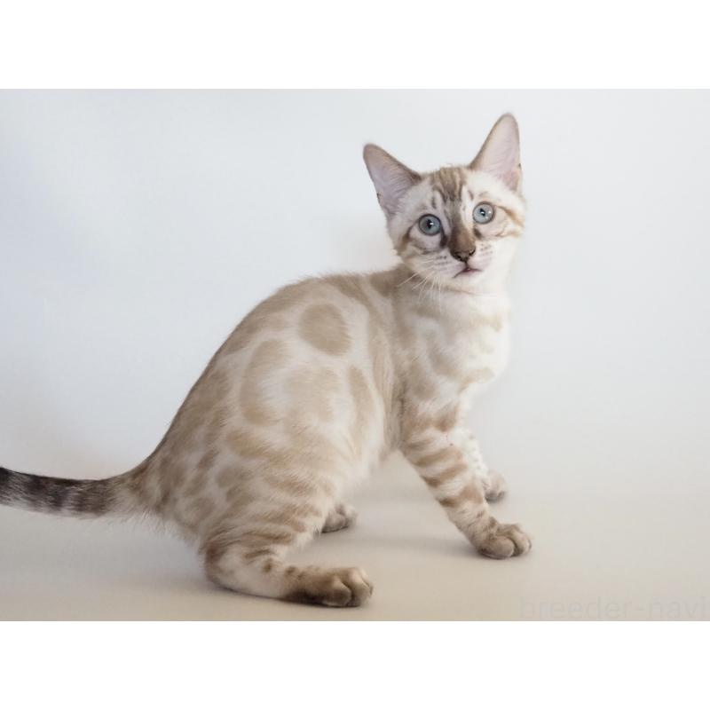 販売中の神奈川県のベンガル-133450の6枚目