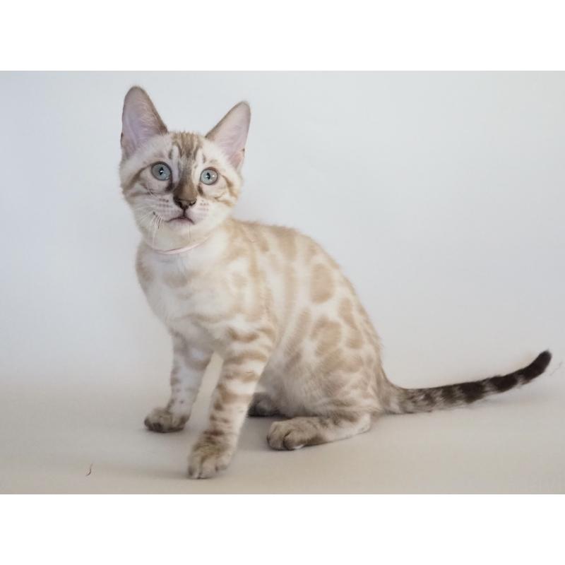 販売中の神奈川県のベンガル-133450の5枚目