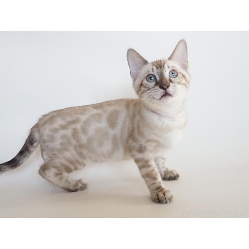 販売中の神奈川県のベンガル-133450の2枚目