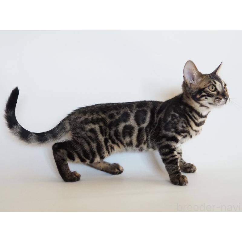 販売中の神奈川県のベンガル-133448の7枚目