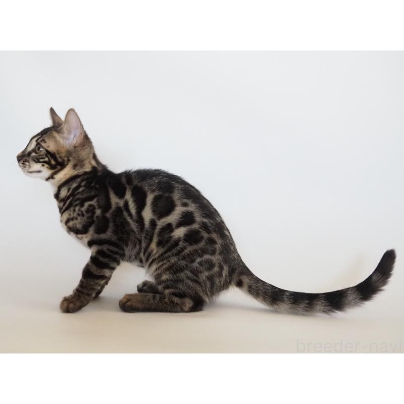 販売中の神奈川県のベンガル-133448の6枚目