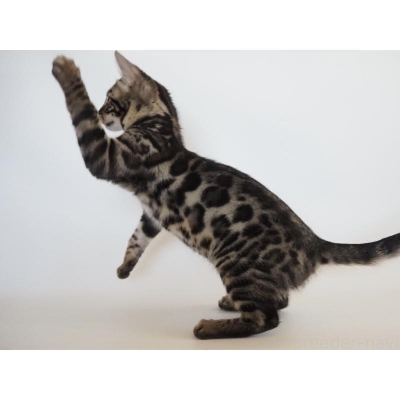 販売中の神奈川県のベンガル-133448の5枚目