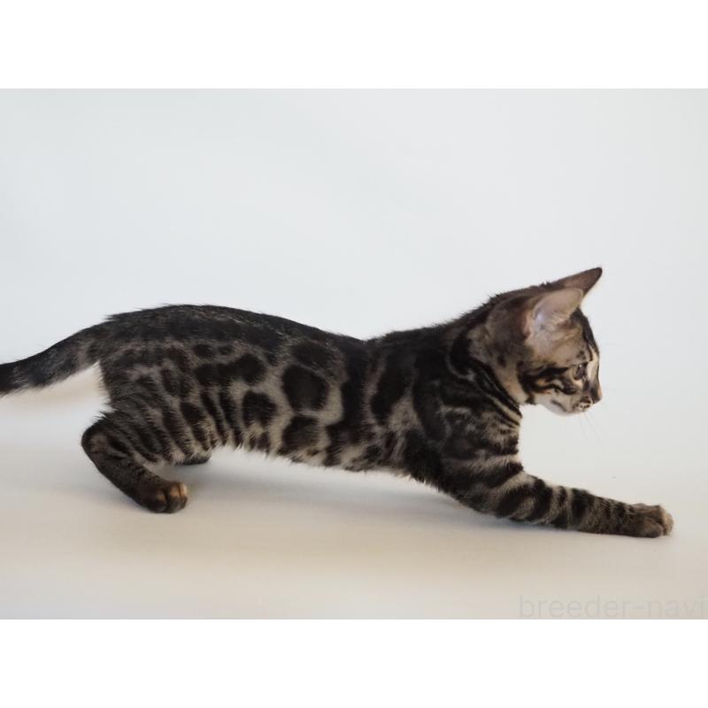 販売中の神奈川県のベンガル-133448の3枚目