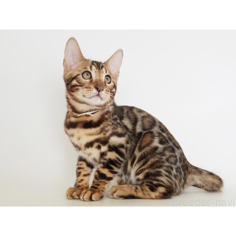 販売中の神奈川県のベンガル-133444の9枚目