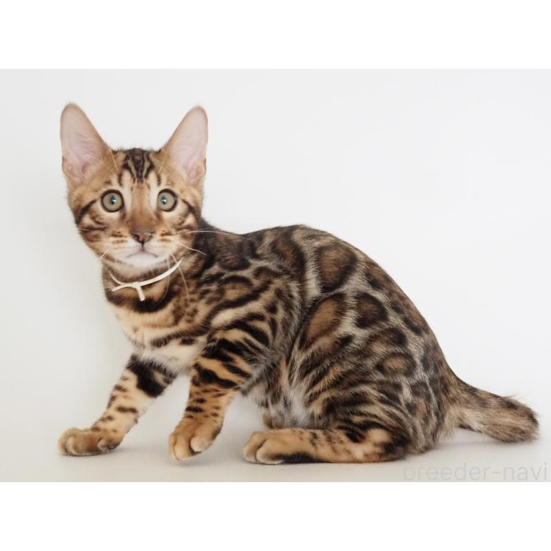 販売中の神奈川県のベンガル-133444の8枚目