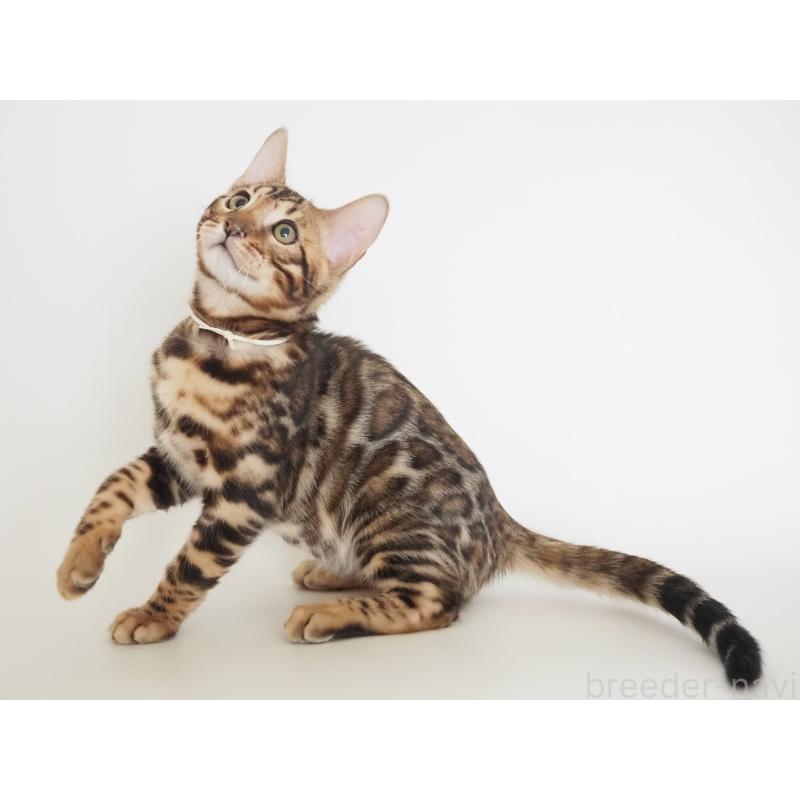 販売中の神奈川県のベンガル-133444の1枚目