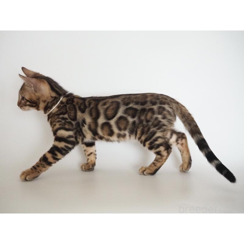 販売中の神奈川県のベンガル-133444の7枚目