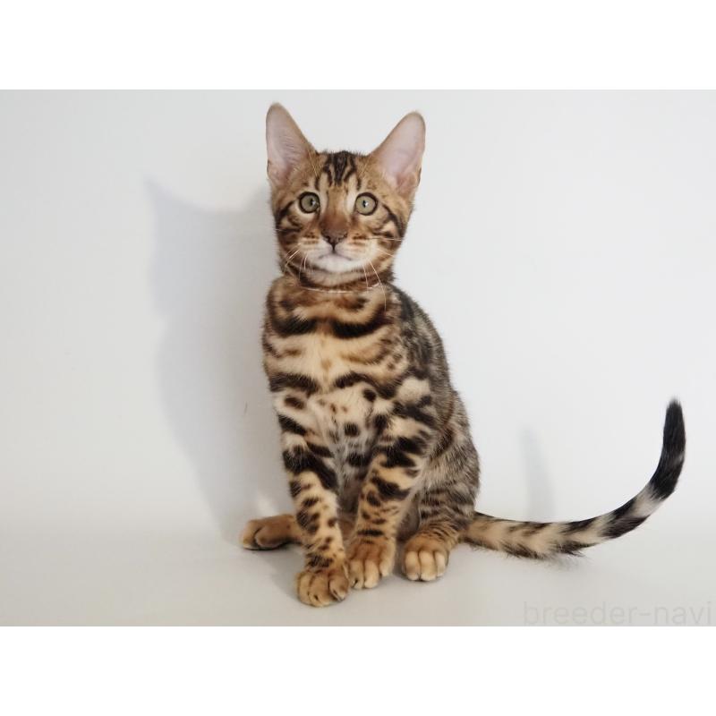 販売中の神奈川県のベンガル-133444の6枚目