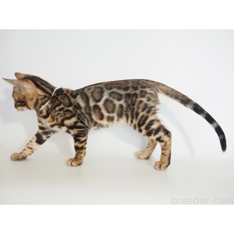 販売中の神奈川県のベンガル-133444の5枚目