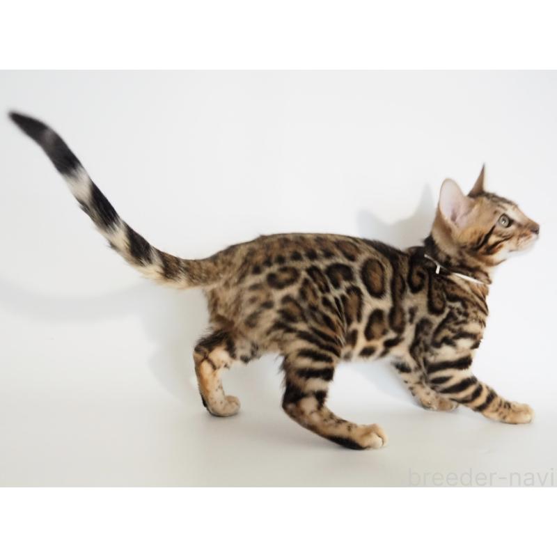 販売中の神奈川県のベンガル-133444の3枚目