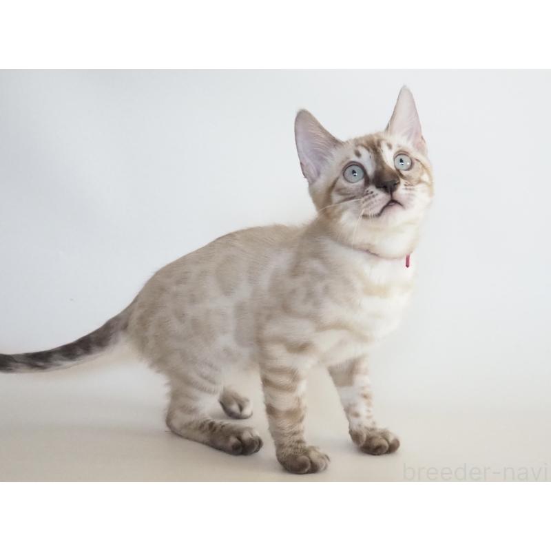 販売中の神奈川県のベンガル-133446の5枚目