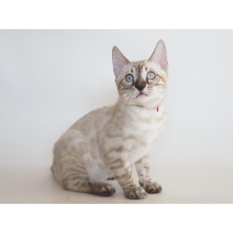 販売中の神奈川県のベンガル-133446の4枚目