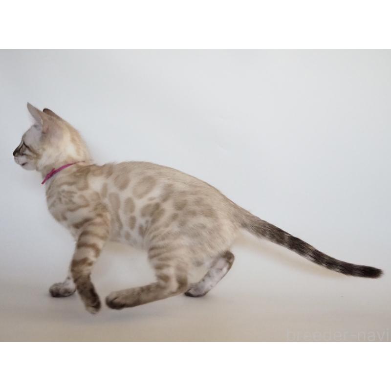 販売中の神奈川県のベンガル-133446の3枚目