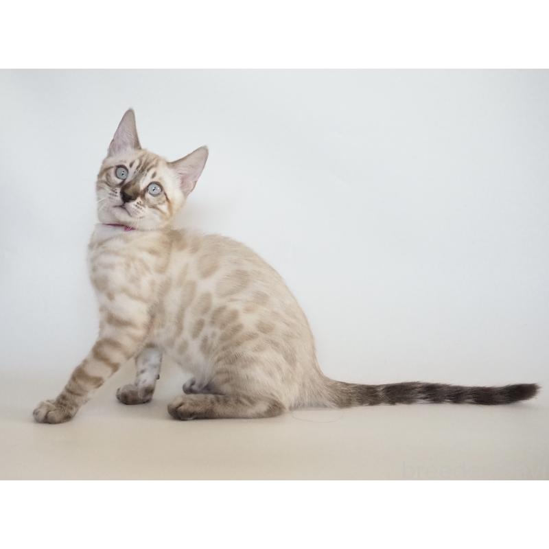 販売中の神奈川県のベンガル-133446の2枚目