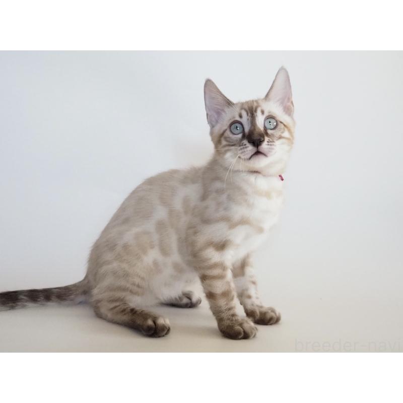 販売中の神奈川県のベンガル-133446