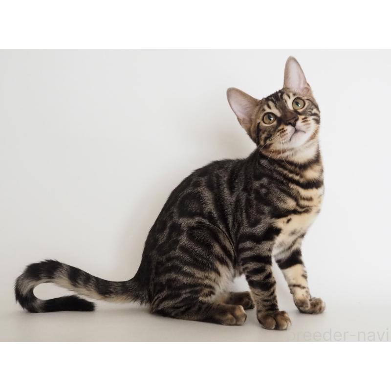 販売中の神奈川県のベンガル-131516