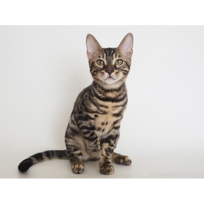 成約済の神奈川県のベンガル-131516の5枚目