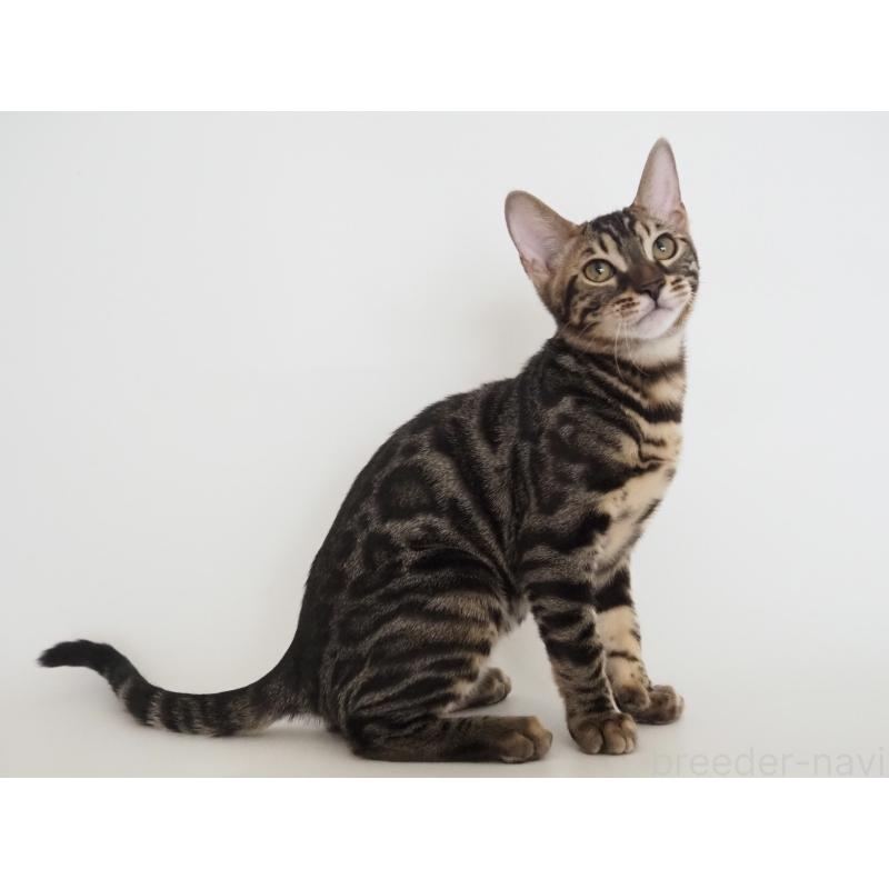 成約済の神奈川県のベンガル-131516の4枚目