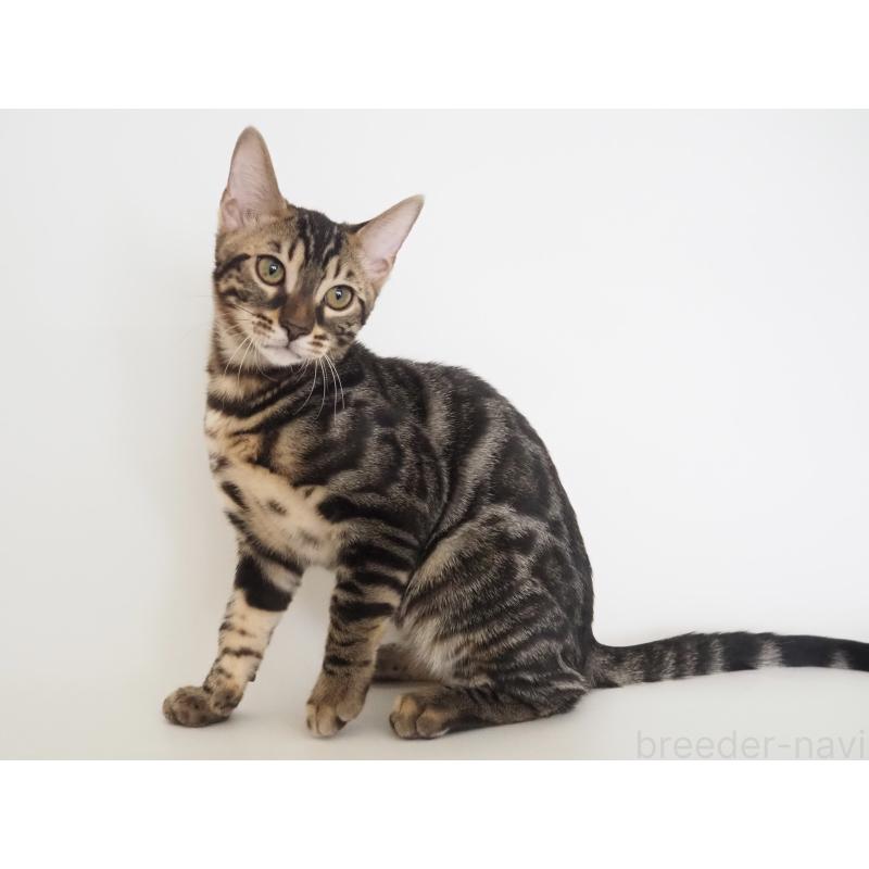 成約済の神奈川県のベンガル-131516の3枚目