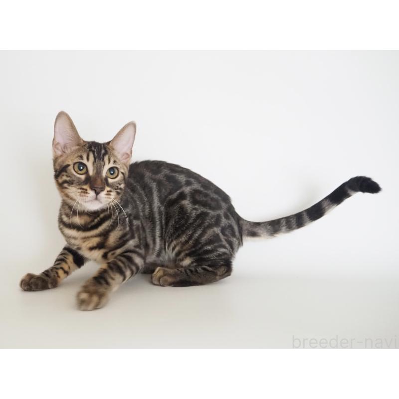 成約済の神奈川県のベンガル-131516の2枚目