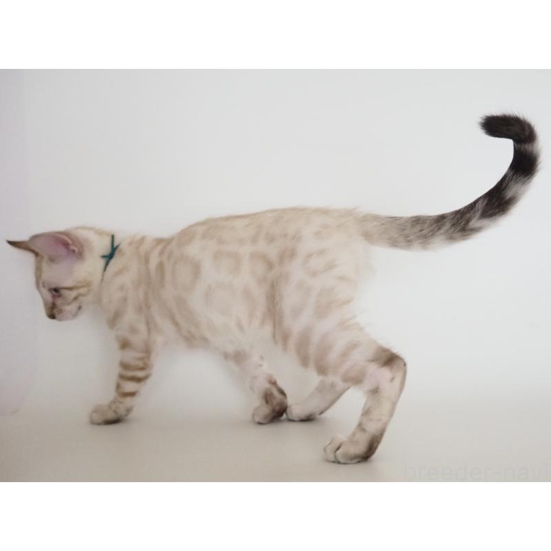 販売中の神奈川県のベンガル-133447の13枚目