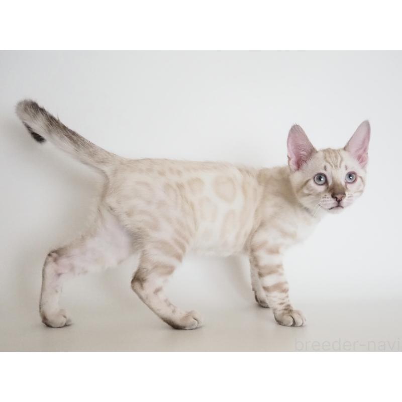 販売中の神奈川県のベンガル-133447の12枚目