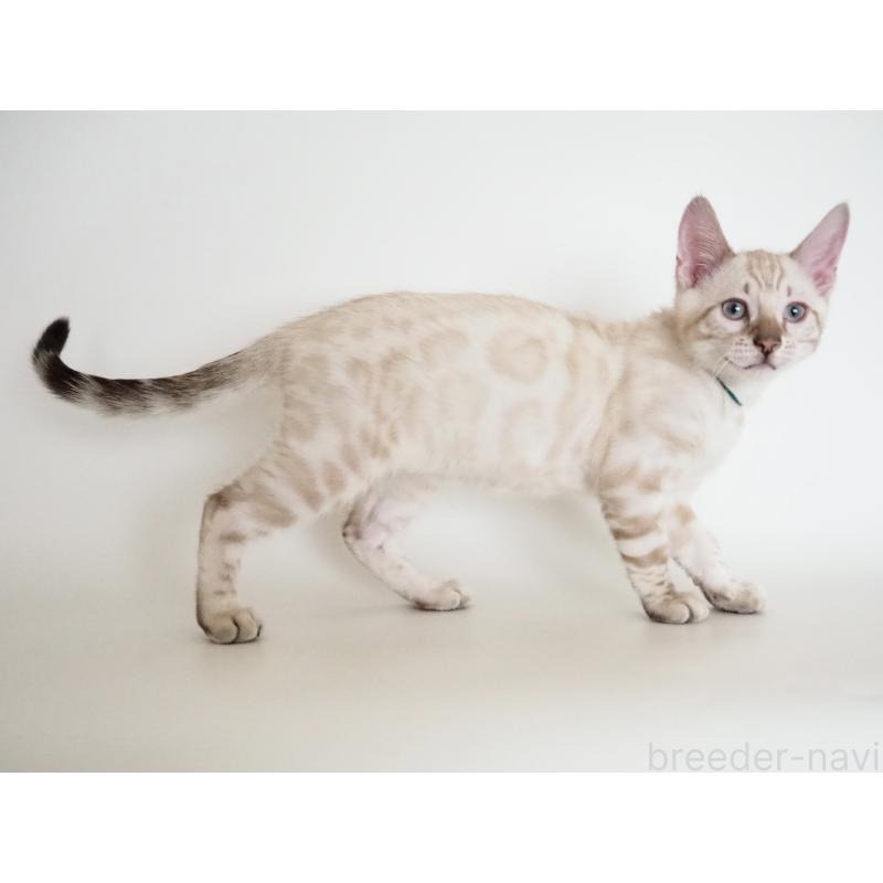 販売中の神奈川県のベンガル-133447の11枚目