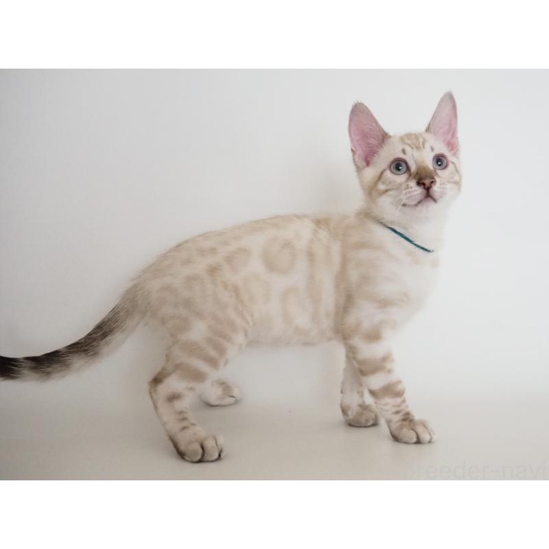 販売中の神奈川県のベンガル-133447の10枚目