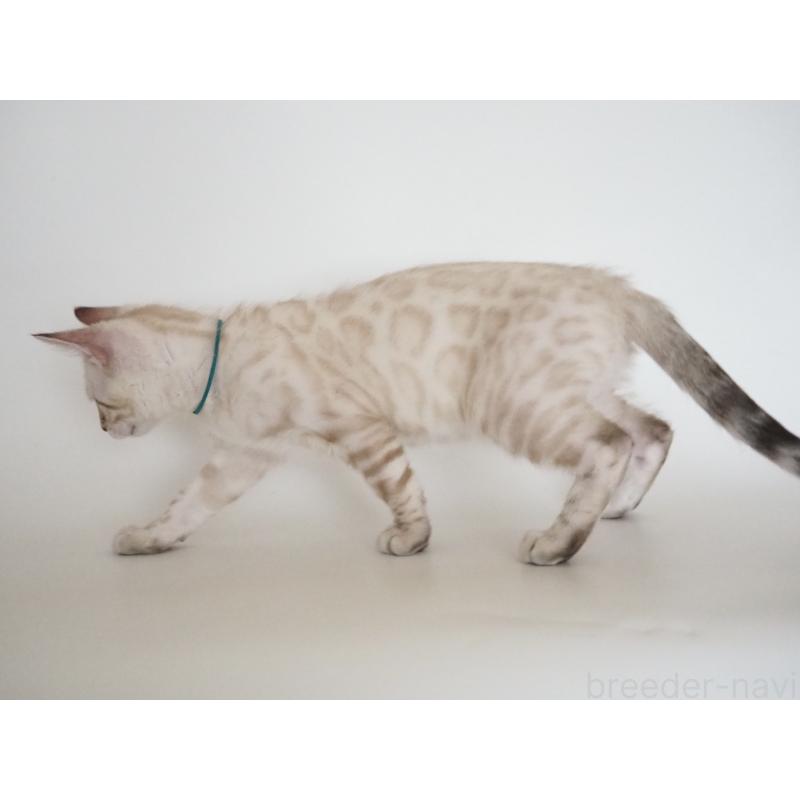 販売中の神奈川県のベンガル-133447の9枚目