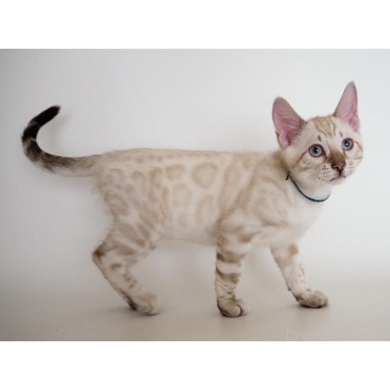 販売中の神奈川県のベンガル-133447の8枚目